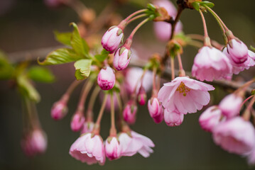 cherry blossom in the garden