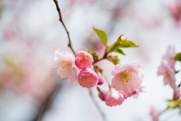 cherry blossom in the garden