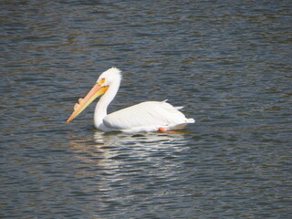 White Pelican on a Lake Swimming