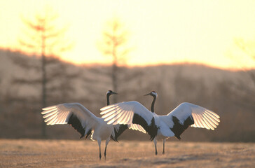 翼を広げて向き合うタンチョウ（北海道・鶴居村）
