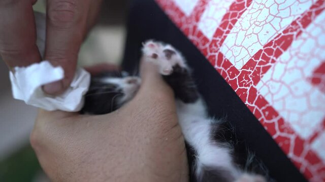 Gatito reci&eacute;n nacidos tomando leche de un bote