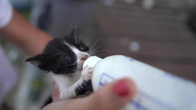 Gatito recién nacidos tomando leche de un bote