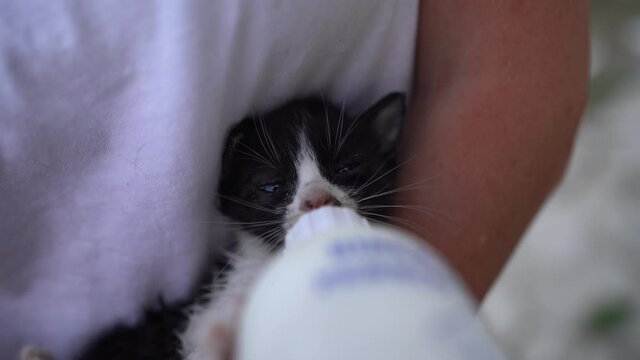 Gatito reci&eacute;n nacidos tomando leche de un bote
