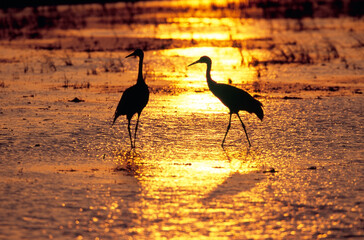 夕陽の湿地を歩くツル（鹿児島県・出水市）
