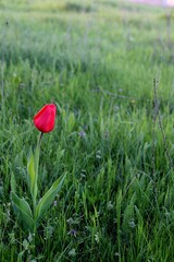 Red tusk in the grass. Wild tulip in the meadow. Red flower.