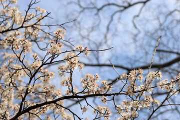 Spring flowers on tree branches against blue sky