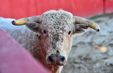 Fotobehang Stierenvechten  a strong bull with big horns  © alberto