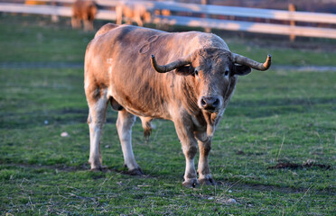 bonito toro español en el campo
