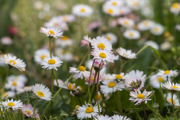 Fototapeta premium field of daisies