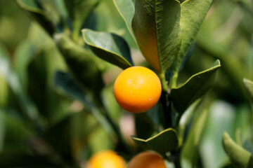 綺麗に実るオレンジ色の丸いキンカン