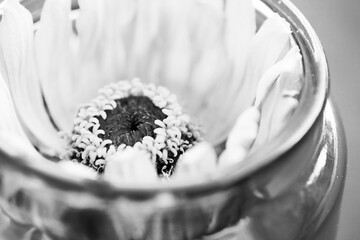 Zinnia flower from garden in vase closeup.