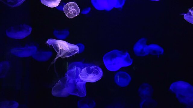 Aurelia Aurita, Moon Jelly swimming underwater. Saucer Jelly, Jellyfish. 4K