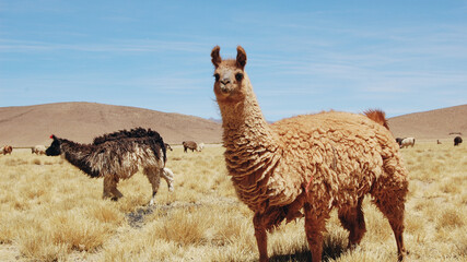Salar de Uyuni Tour in Bolivia’s Altiplano