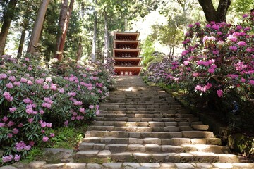 室生寺とシャクナゲ