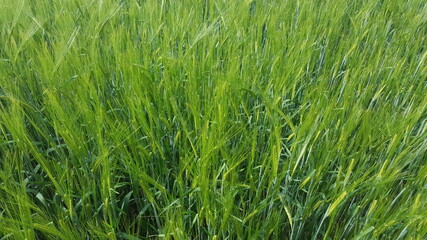 green grass plant nature landscape