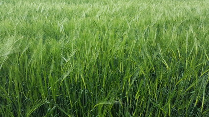 green grass plant nature landscape