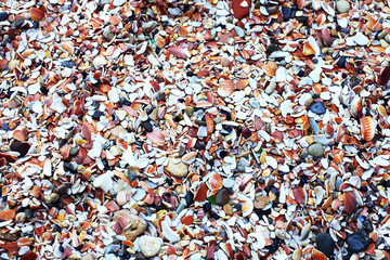 Playa formada por trocitos de miles de conchas y piedras del mar