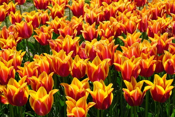 tulipes