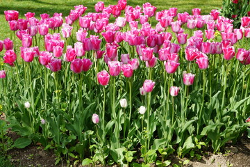 Tulipes