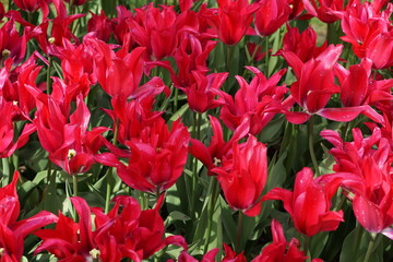 Tulipe