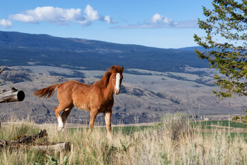 Fototapeta na wymiar Young Horse in a field during a sunny spring day. Taken in Savona, British Columbia, Canada.