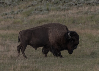 Bison Walks Across Summer Field in Lamar Valley