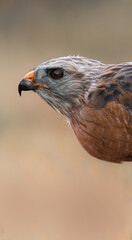 red tailed hawk