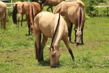 Fototapeta premium Horse - Caballo 4