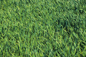 green grass plant nature landscape