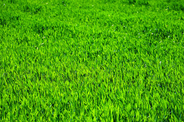green grass plant nature landscape