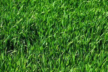 green grass plant nature landscape