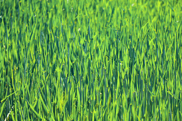 green grass plant nature landscape