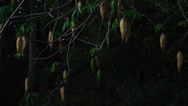 Branches of a Silk-cotton tree moving with the wind.