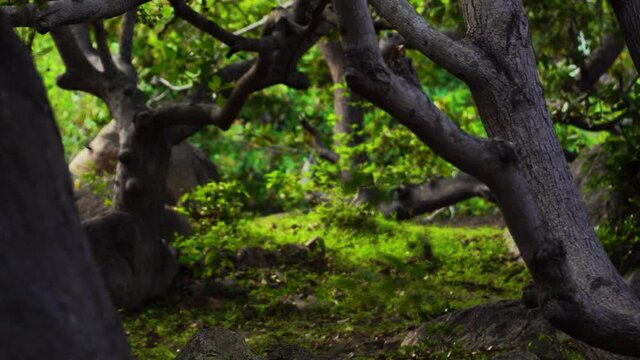 Black butterflies flying in cashew tree orchard, enchanted garden scenery