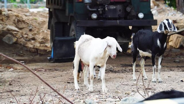 Goat herd with cute playful kids on barnyard walking around old truck