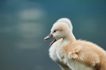 Cute cygnets of a mute swan, Cygnus olor