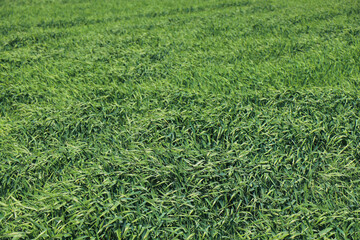 green grass plant nature landscape