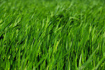 Fototapeta na wymiar green grass plant nature landscape