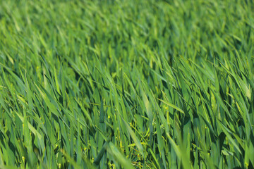 green grass plant nature landscape