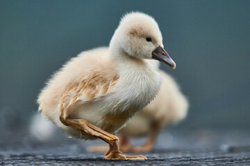 Cute cygnets of a mute swan, Cygnus olor