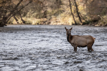 Young Elk Calf Stands In River