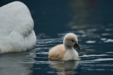 Fototapeta premium Cute cygnets of a mute swan, Cygnus olor