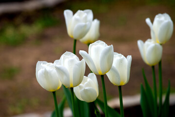 tulipa white nature flower season day