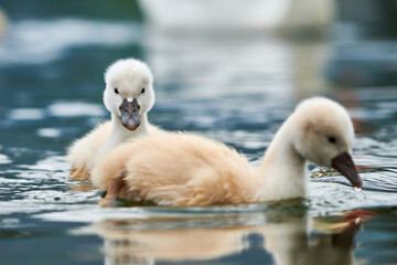 Cute cygnets of a mute swan, Cygnus olor