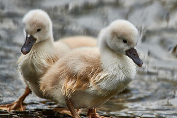 Cute cygnets of a mute swan, Cygnus olor