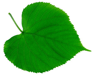 Obraz premium Isolated green leaf. One green leaf of a round shape on a white background.