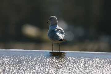Seagull looking off into the distance