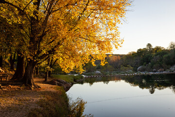 Árbol en otoño sobre la ribera del río Cosquín en la tarde