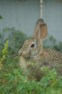 A rabbit sitting in tall weeds.