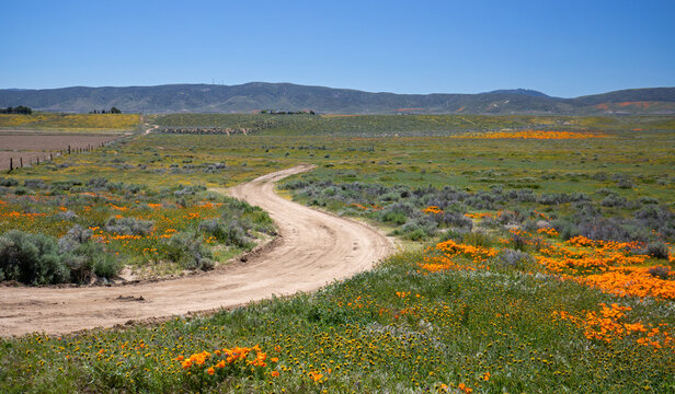 Winding dirt road through field of California Golden Poppies in the high desert of southern California USA